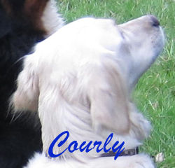 Courley-Portrait a
