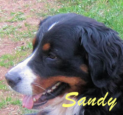 Sandy-Portrait a